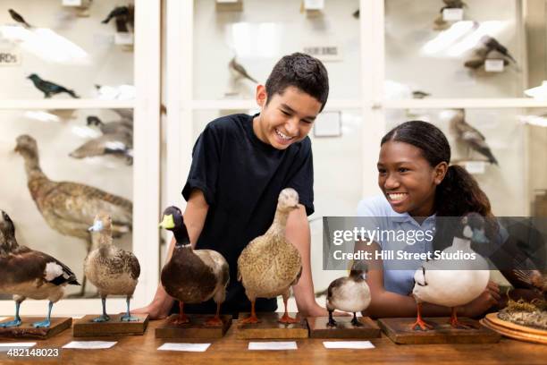 children examining stuffed ducks in museum - children's museum stock pictures, royalty-free photos & images