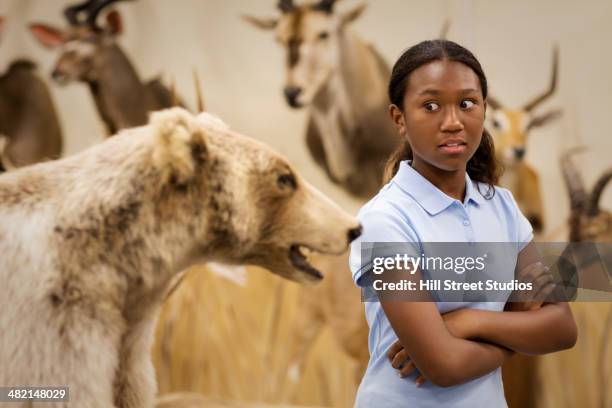 student examining stuffed bear in museum - tensed idaho stock pictures, royalty-free photos & images