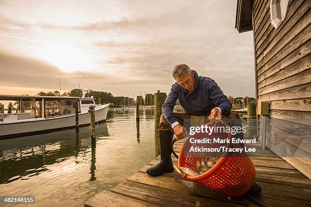 caucasian fisherman washing catch in basket on dock - fisherman stock-fotos und bilder