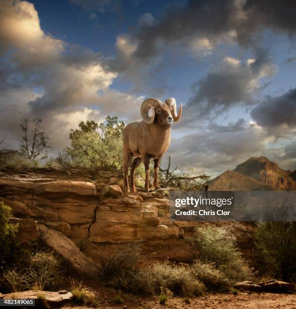 Ram Rsnch Rocks 88,194 Ram Stock Photos, High-Res Pictures, and Images - Getty Images