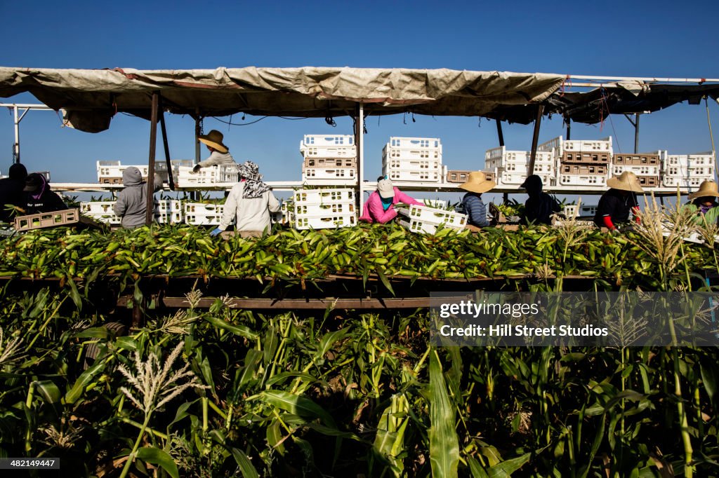 Hispanic farmworkers picking corn in field