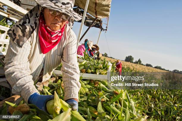 hispanic farmworkers picking corn in field - farmhand stock-fotos und bilder