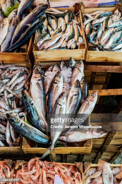fresh fish on display at market stall, palermo, sicily, italy - palermo sicilien bildbanksfoton och bilder