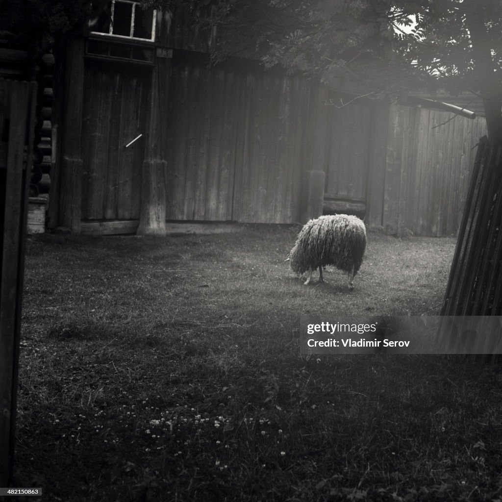 Sheep grazing in barnyard