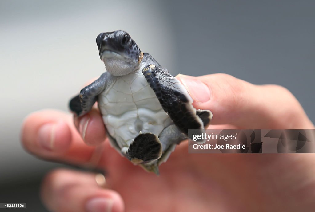Hundreds Of Sea Turtles Hatchlings Are Released Into Atlantic Ocean