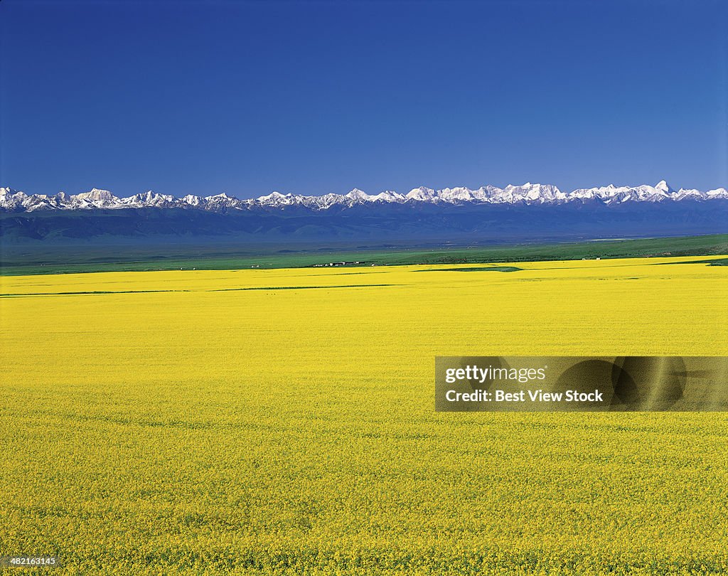 Xinjiang Farm Breaking Technological Barriers