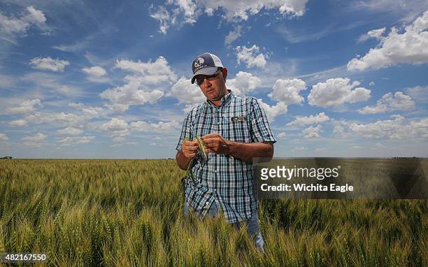 Clay Scott examines a wheat head from an irrigated wheat field on June 9, 2015 near Ulysses, Kan. Scott is already feeling the effects of the...