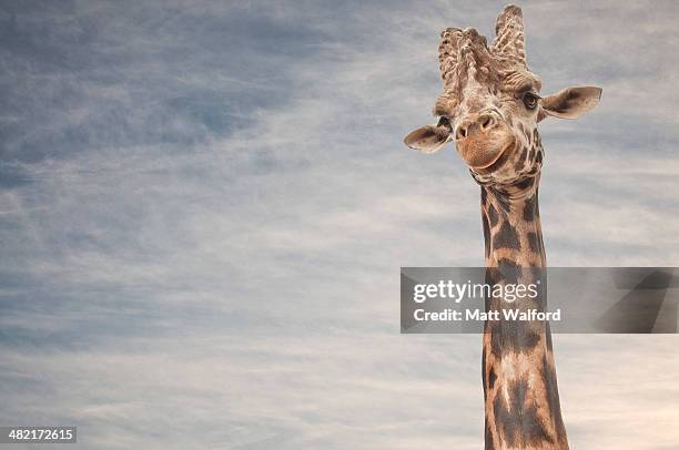 close up portrait of giraffe - tierhals stock-fotos und bilder