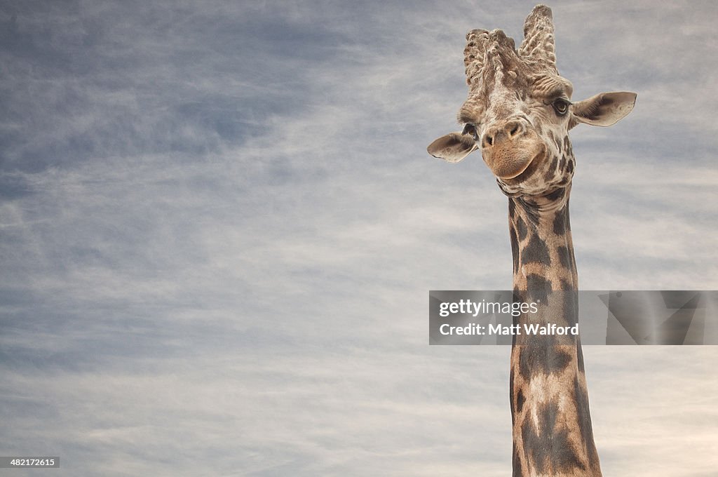 Close up portrait of giraffe