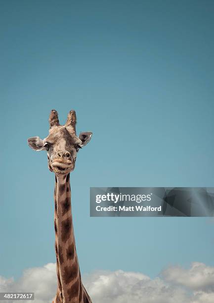portrait of giraffe and blue sky - girafe photos et images de collection