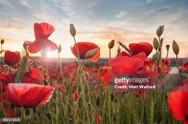 poppy field at sunset - poppy flower bildbanksfoton och bilder