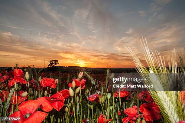 field of poppies at sunset - stourbridge stock pictures, royalty-free photos & images