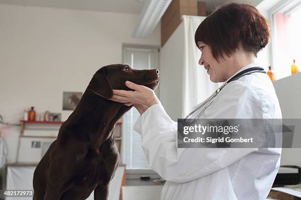 female veterinarian examining dogs eyes in clinic - smiling brown dog stock pictures, royalty-free photos & images