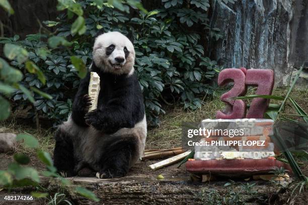 Giant panda Jia Jia eats a bamboo stick next to her cake made of ice and fruit juice to mark her 37th birthday at an amusement park in Hong Kong on...