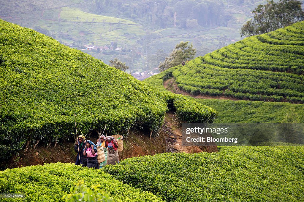 MJF Holdings Ltd Dilmah Tea From Picking To Packaging