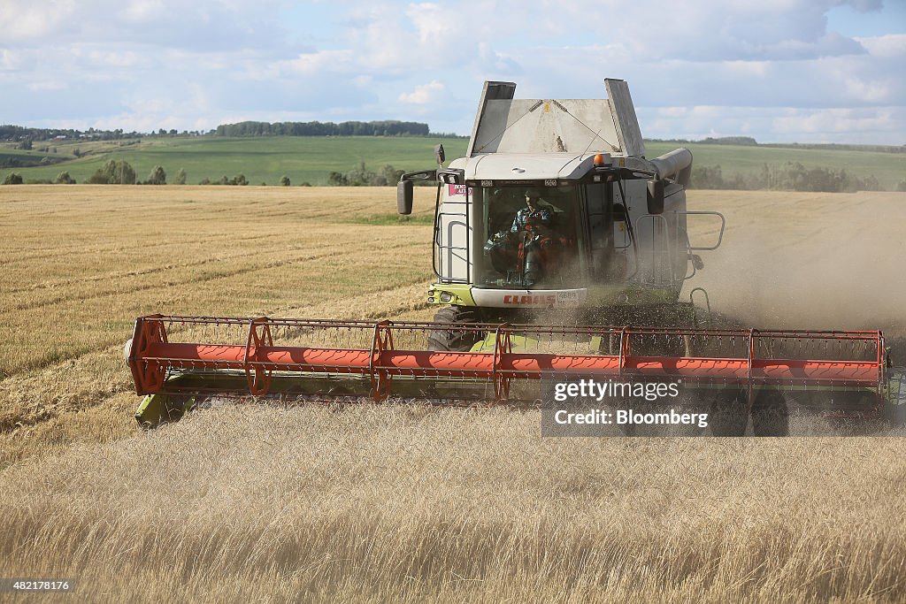 Summer Wheat Harvest In Russia