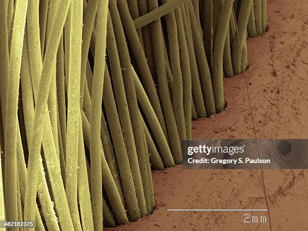 coloured sem of toothbrush bristles - bristle stock pictures, royalty-free photos & images
