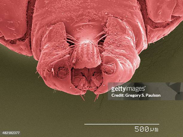 coloured sem of tick's mouthparts - tick animal stock pictures, royalty-free photos & images