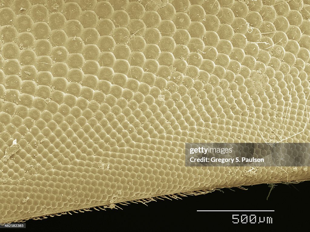 Coloured SEM of horsefly's eye