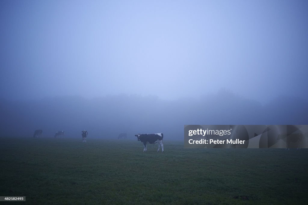 Misty field with grazing cows