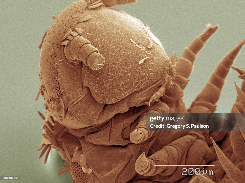 Coloured SEM of millipede