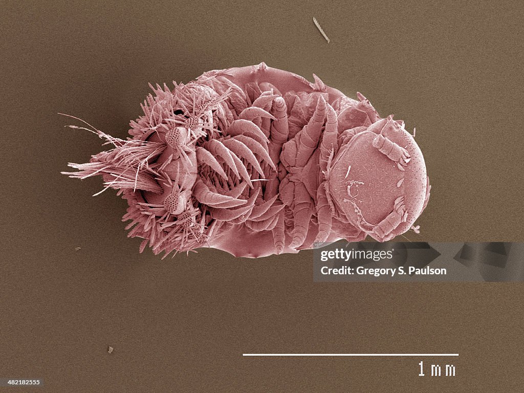 Coloured SEM of millipede