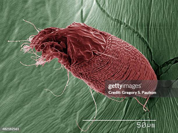 coloured sem of eriophyid - acaro foto e immagini stock