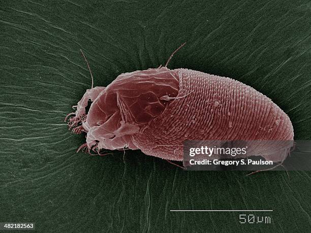 coloured sem of eriophyid - acaro foto e immagini stock