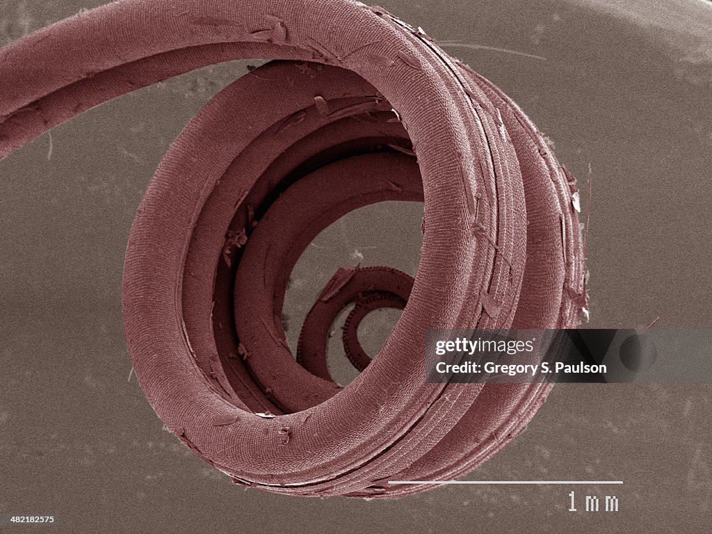 Coloured SEM of swallowtail butterfly