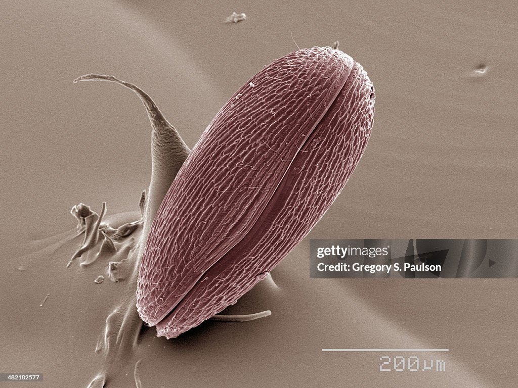 Coloured SEM of ostracod