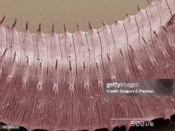 coloured sem of earthworm - microscopia elettronica foto e immagini stock