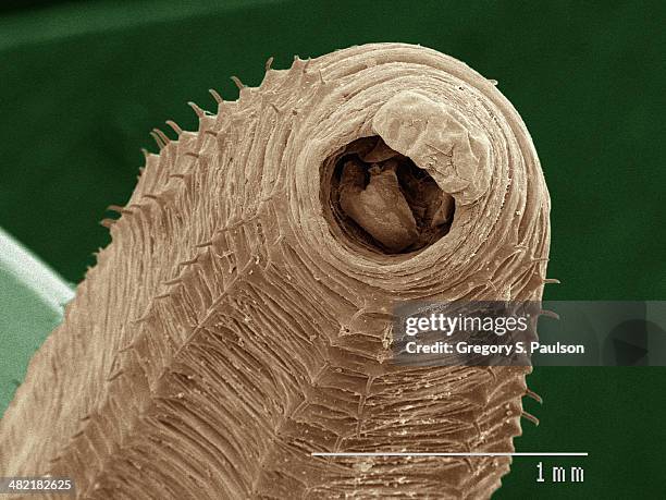 coloured sem of earthworm - sem stock pictures, royalty-free photos & images