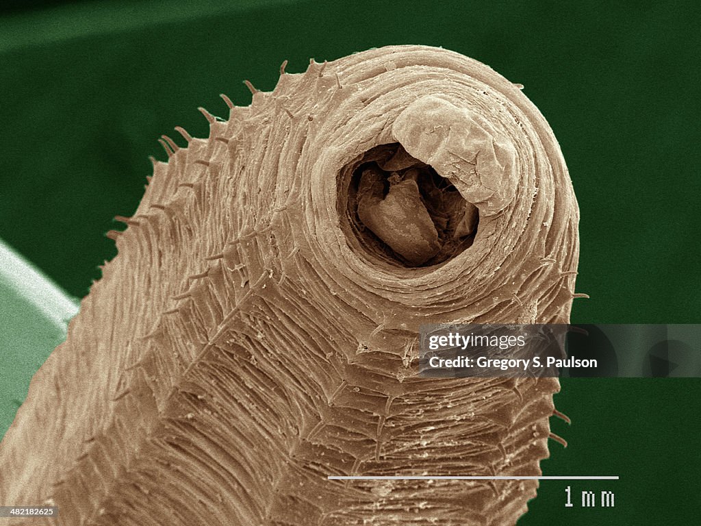 Coloured SEM of earthworm