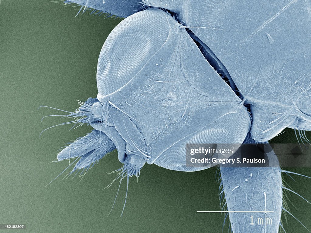 Coloured SEM of louse fly (Hippoboscidae), overhead view