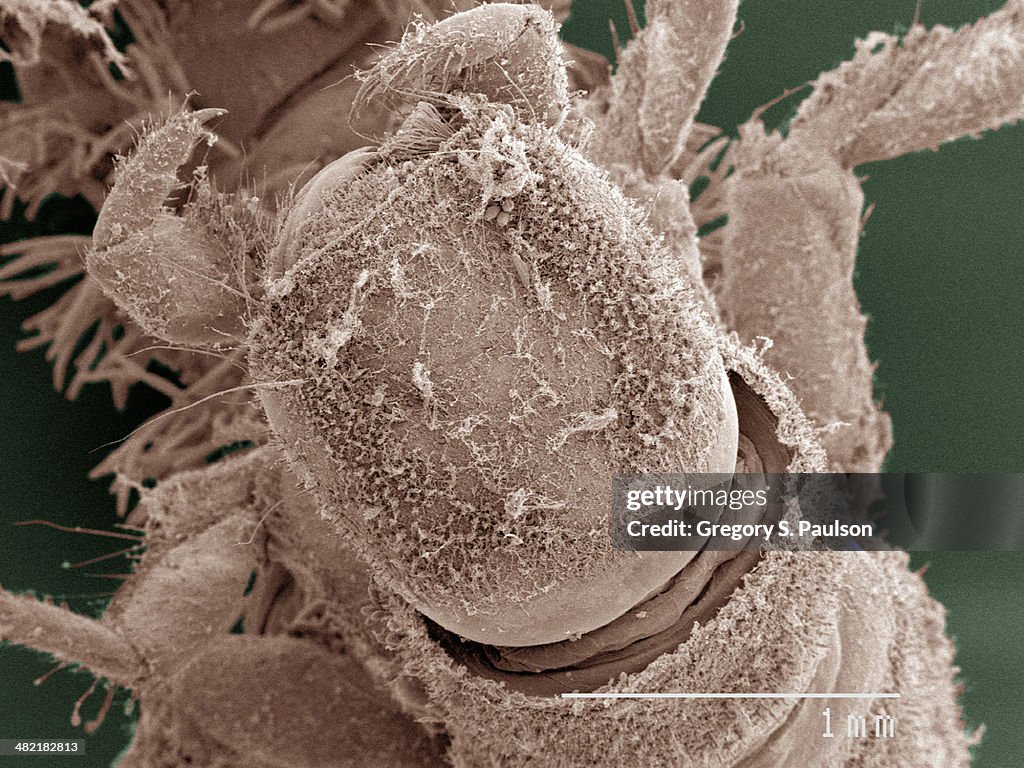 Coloured SEM of caddisfly larva