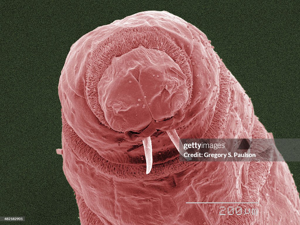 Coloured SEM of fly maggot mouthparts