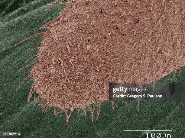 coloured sem of american cockroach mouthparts - american cockroach stock pictures, royalty-free photos & images