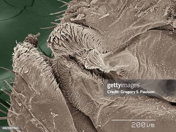 coloured sem of american cockroach mouthparts - american cockroach stock pictures, royalty-free photos & images