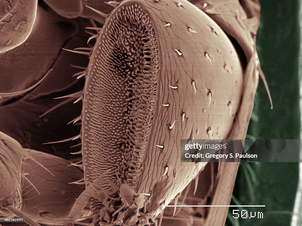 Coloured SEM of beetle palp