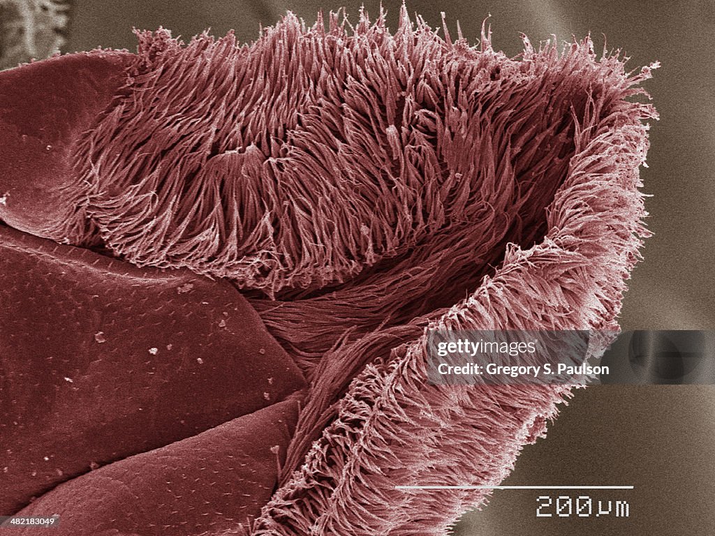 Coloured SEM of cockroach mouthparts