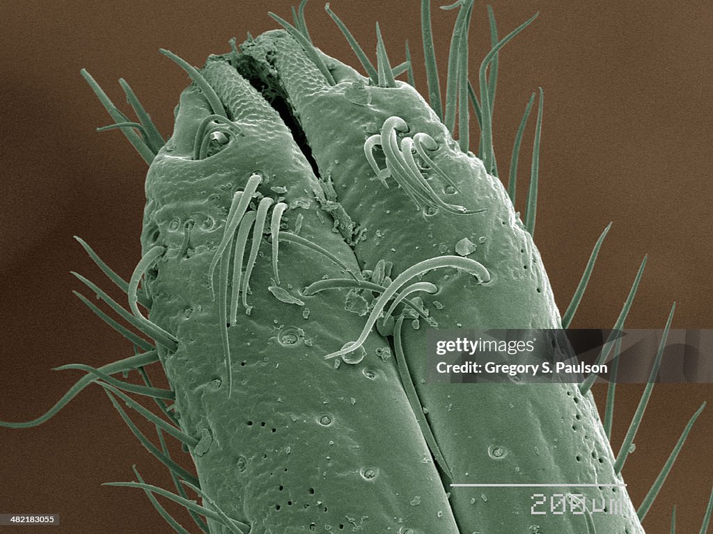 Coloured SEM of cicada mouthparts