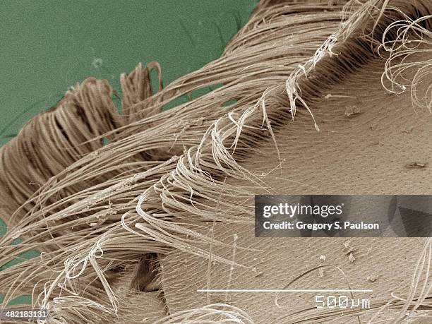 coloured sem of backswimmer (notonectidae) hydrofuge hair - animal abdomen stock pictures, royalty-free photos & images