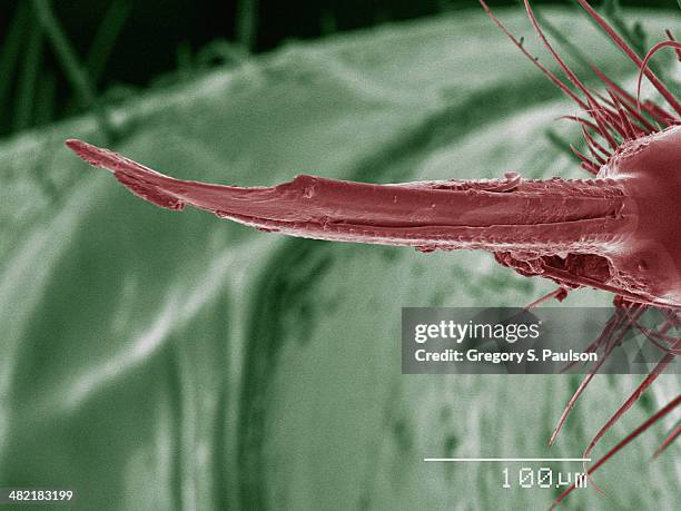 937 Sem Insect Stock Photos, High-Res Pictures, and Images - Getty Images