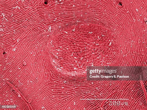 coloured sem of orb weaver spider abdomen - sem stock pictures, royalty-free photos & images