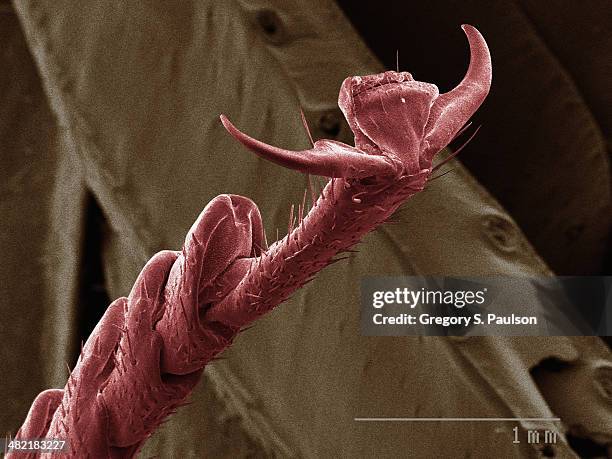 coloured sem of american cockroach leg - black beetle with pincers stock pictures, royalty-free photos & images