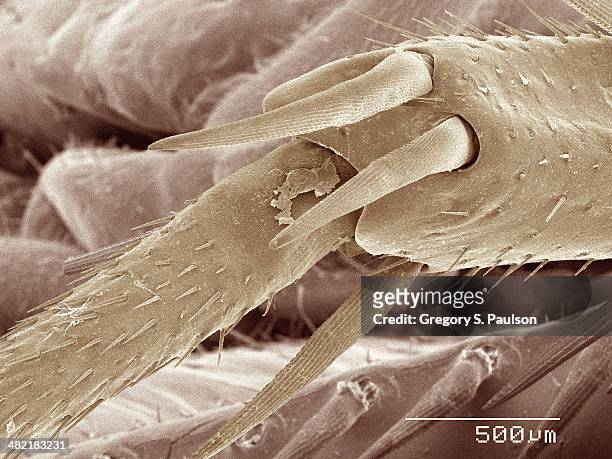 coloured sem of american cockroach leg - american cockroach stock pictures, royalty-free photos & images