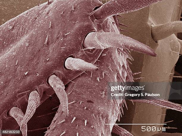 coloured sem of american cockroach leg - american cockroach stock-fotos und bilder