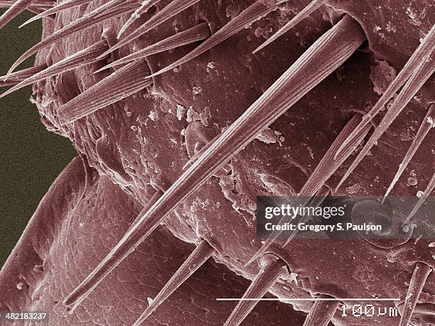 coloured sem of american cockroach cercus - american cockroach stock pictures, royalty-free photos & images