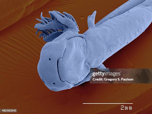 coloured sem of mole salamander (ambystoma) larva - mole salamander stock pictures, royalty-free photos & images
