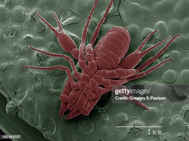 coloured sem of pseudoscorpion - pseudoscorpion stock pictures, royalty-free photos & images